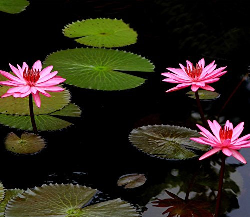 15 Semi Laghetto Delle Ninfee Piano Acquatica