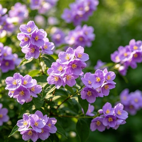 200+ Kletternde Lila Jasmin – Mehrjährige blühende Kletterpflanze für Spalier, Terrasse, Zimmerpflanze oder Garten – Zieht Bestäuber an, immergrün in warmen Klimazonen – Gentechnikfrei