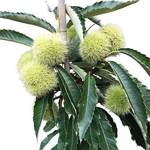 Doré de Lyon veredelte Esskastanie Marone große Kastanien 40-60 cm 5 Liter Topf
