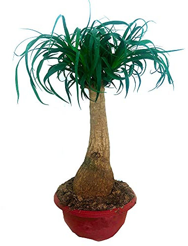 Pie de Elefante de 35cm Beucarnea Recurvarta planta de Interior