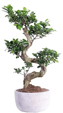 Bonsai Ficus Ginseng pianta ornamentale da interno bonsai da arredamento o matrimonio pianta vera venduta da eGarden.store (S Shape v.25 cm)