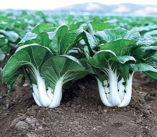 Park Seed Variety of Bok Choy (Pak Choi) Vegetable Seeds, Plant Seeds, Easy to Grow, Perfect for Spring Garden, Joi Choi Hybrid, Pack of 100
