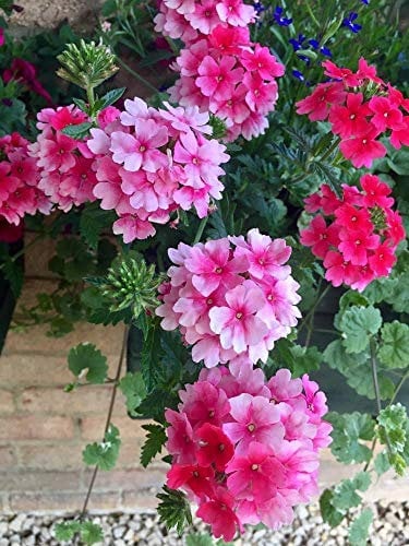 Portal Cool Trailing Verbena 50 Seeds, Cascading, Hanging Basket Verbena, Mixed Colours