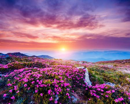 adrium Holz-Bild 60 x 50 cm: Der magische Rhododendron blüht im Frühling. Standort Karpaten-Nationalpark, Ukraine, Europa. Tolles Bild der wilden Gegend. Sze(118771642)