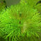 Saterkali Graines d'herbe mélangées, 1000 Pcs Graines d'herbe mélangées Décor de réservoir d'aquarium Vert d'eau Aquatic1 Graine de plante