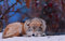 Puzzles 1000 EIN Wolf Ruht Im Schnee 75 * 50Cm
