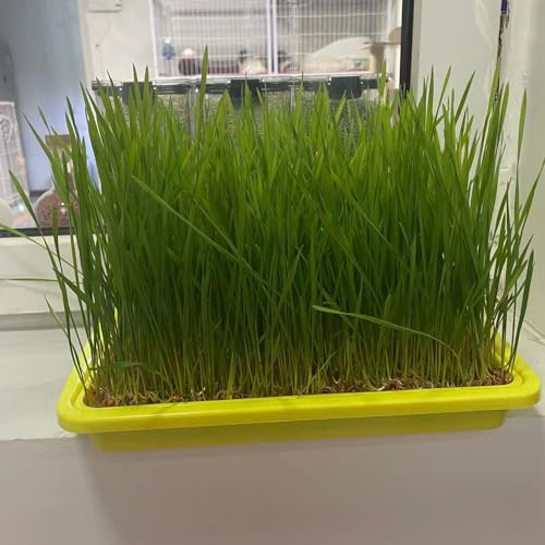 500 Pcs Katzengras Samen Für Hydrokultur, Cat Grass, Wohnzimmer Deko, Bio Samen Gemüse Dactylis Glomerata, Wheatgrass, Katzen Grass, Bodendecker Winterhart Mehrjährig Katzengras Pflanze,