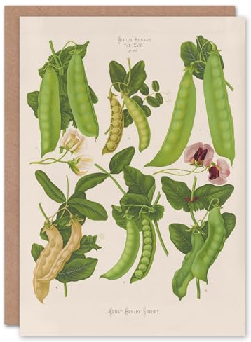 Artery8 Ernst Benary Art Card Sugar Peas Varieties Vintage Botanical