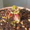 10 pcs fleischfressende pflanzen zwergkrug samen, pflanzen garten, stauden winterhart (Cephalotus follicularis) stauden winterhart mehrjährig, zimmerpflanzen echt winterharte pflanzen