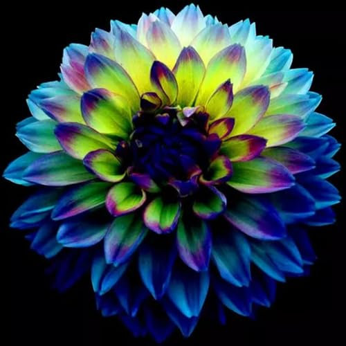 Dahlienzwiebeln Attraktive GroßE BlüTen Dahlien Sind KräFtig Und Wachsen Schnell KäLtebestäNdig Dahlien Eignen Sich Sowohl FüR Unerfahrene GäRtner Als Auch FüR Professionelle ZüChter-2bulbs-C