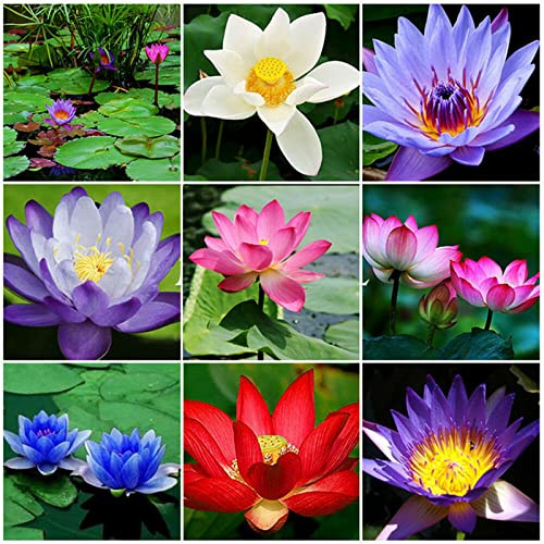 Lotus, RaritäT Mehrfarbige, SeerosenRhizome, Dauerblüher, Mehrfarbig Ertragreicherg. Pflegeleicht, Magic of Nature, Winterhart Rhizome, 30pcs-h