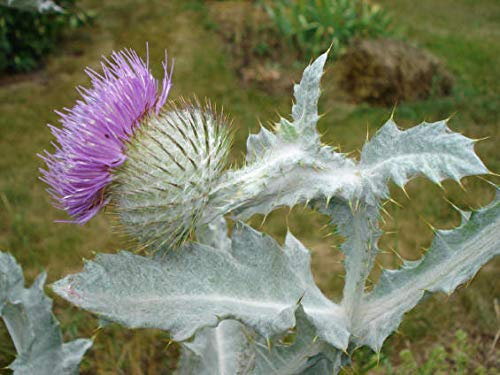 Portal Cool Samen Paket: Mutter: Schottische ~ endes Herz ~ Veilchen ~ Mond ~ Glocken ~ Mutter