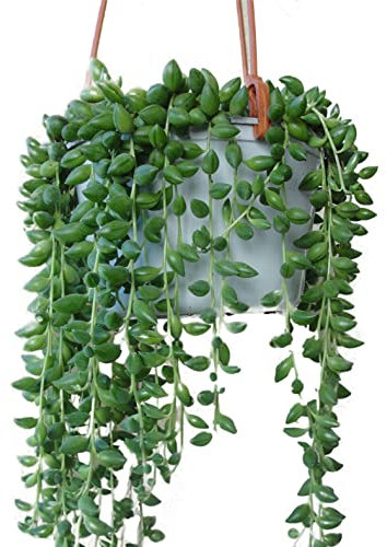 String of Beans Senecio Herreianus Trailing Succulent House Plant in a 12cm Pot