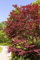 Acer palmatum 'Beni-komachi' 60-80 cm, Japanischer Ahorn, leuchtend rote Blätter, ideal für Kübel und Gärten, pflegeleicht, winterhart