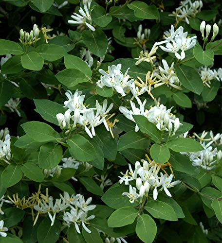 Gemeine Heckenkirsche 60-80cm - Lonicera xylosteum