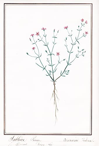 Sabline Rouge / Arenaria Rubra - Rote Schuppenmiere / Botanik botany / Blume flower / Pflanze plant