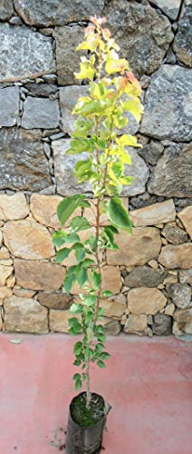 Pianta di pere Albero pero Coscia - Imballaggio speciale protettivo