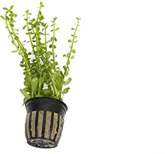 Live Plants Tropical Aquatic Plants - Potted - Ceramic - Loose - Kits (Potted, Bacopa Monniera)