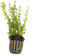 Live Plants Tropical Aquatic Plants - Potted - Ceramic - Loose - Kits (Potted, Bacopa Monniera)