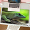 MESHIZIY Mauspad (400 × 750 MM) Verlängertes großes Mauspad Schreibtischauflage, rutschfeste Gummibasis, Gaming-Mauspad XLKochs Riesen-Taggecko (Phelsuma madagascariensis Kochi)