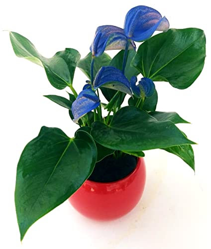 POWERS TO FLOWERS - ANTHURIUM COLOR LIFE BLU IN VASO CERAMICA ROSSO SFERICO, pianta vera