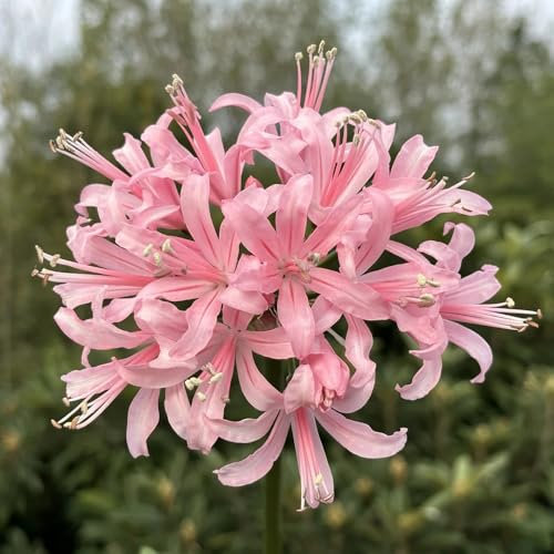 bulbi di lycoris radiata -bulbi di giglio ragno- piante da giardino fiorito cipolla rossa fiori decorazione piante rare piante per cipolle da giardino piante perenni bulbose da 2pcs