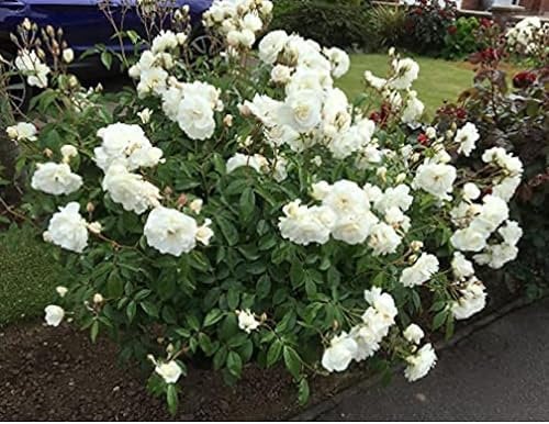 Iceberg Bush - 3 Litre Potted Floribunda Garden Rose Bush - Huge displays of Crisp White/Cream Repeat Flowering Blooms