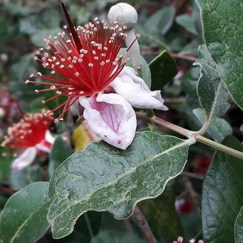 40pz Pianta Feijoa Sellowiana