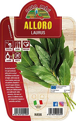 1 PIANTA DI ALLORO IN VASO 14CM ORTOMIO