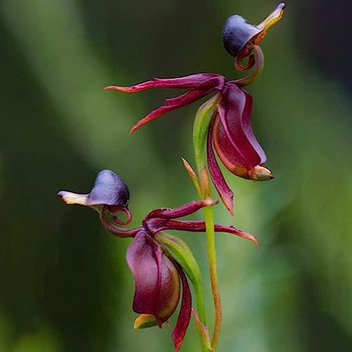 100 Stücke Fliegende Ente Orchidee Blumensamen Garten Hof Heimpflanze DIY Bonsai Dekor Blume Obstbaum Gemüsesamen Flying Duck Orchideensamen