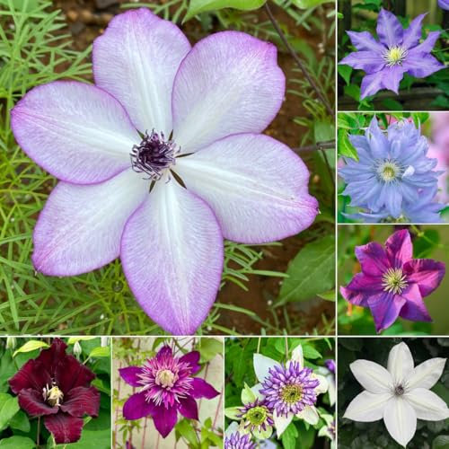 10 pcs Clematis Winterhart Mehrjährig Zwiebeln, blumen pflanzen geschenke für pflanzenliebhaber Clematis florida, Klematis, blumenzwiebeln frühblüher winterharte pflanzen stauden winterhart
