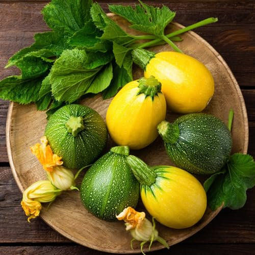 semi di zucchina varietà antiche - per il giardino interno con lettino per erbe aromatiche Piante in vaso da balcone in serra, piante perenni resistenti Semi per la coltivazione 30pcs