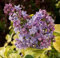 Edelflieder Aucubaefolia - Kircher-Collection 80-100cm - Syringa vulgaris