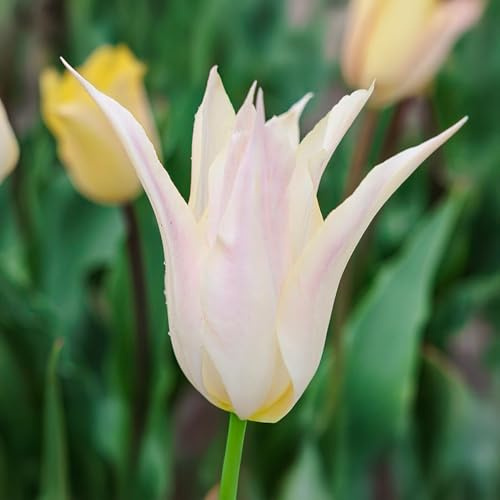 8 bulbes de Tulipes liliumformis 'Johan Cruijff' | Circonférence 12/+ cm | Bulbes provenant des meilleurs producteurs néerlandais | Sélection exclusive et contrôle qualité | Floraison garantie.