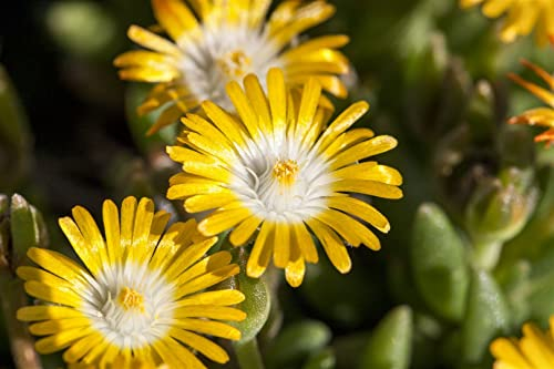 Delosperma congestum 'Golden Nugget' ca. 9x9 cm Topf - Mittagsblume, goldgelbe Blüten, Blütezeit Mai-August, ideal für Steingärten, trockenheitsresistent, pflegeleicht