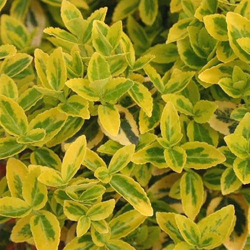 Euonymus fortunei 'Emerald 'n' Gold' Hardy Evergreen Shrub for Outdoors, Ground Cover Plant with Variegated Foliage,(Spindle) Plant by Park Farm Plants (1 x 9cm Pot)