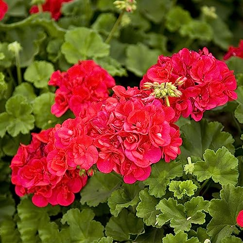 100 pcs Geranien Samen Bienenfreundliche Blumensamen, Garten Geschenk Geranien Hängend Blumen Pflanzen, Kletterpflanzen Winterhart Wildblumensamen Mehrjährig Winterhart, Pflanze Schnittblumen
