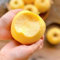 50 pcs Apfelbaum säulenobst samen, säulenobst winterhart, samen, Apfel Baum, Malus domestica, balkonpflanzen winterhart mehrjährig, samen geschenk säulen obstbäume, pflanze winterharte