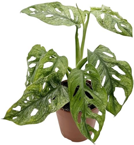 Fangblatt - Monstera adansonii Mint – seltene Grünpflanze mit mintfarbenen Blättern - außergewöhnliche Zimmerpflanze