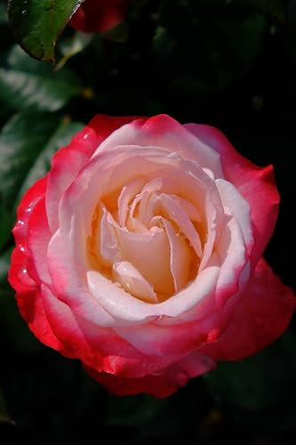 Vannucci Piante - Rosa ad alberetto in vaso, pianta vera, pianta per terrazzi e balconi (Bicolor bianca/rossa)