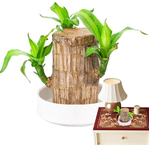 Árbol De La Suerte Brasileño, Planta De Madera Brasileña Trae,purificadora De Aire Interior En Maceta,Purificador De Aire para Interior Y Exterior, Decorativa para Exterior Decoración Navideñ