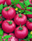 100 Healthful „Indigo Rose“ Darkest Tomate sät DIY Hausgarten Gemüse Freies Verschiffen 5