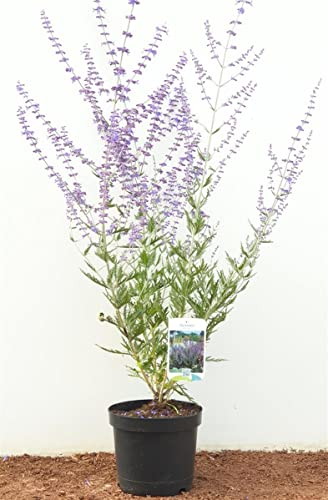 Perovskia atriplicifolia 'Blue Spire' 40-60 cm - Blauraute, lavendelblaue Blüten, Blütezeit Juli-Oktober, bienenfreundlich, pflegeleicht, winterhart