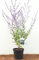 Perovskia atriplicifolia 'Blue Spire' 40-60 cm - Blauraute, lavendelblaue Blüten, Blütezeit Juli-Oktober, bienenfreundlich, pflegeleicht, winterhart