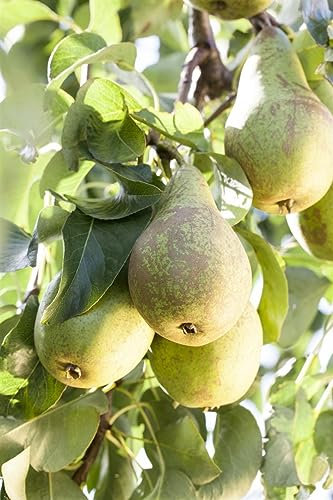 Pyrus communis 'Conferencebirne' 40 cm Stammhöhe - Birnbaum, saftige Früchte, Erntezeit September-Oktober, ideal für Obstgärten, pflegeleicht und winterhart