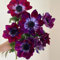 200 pcs herbstanemone winterhart samen, wildblumensamen, balkon anemonen samen - Anemone cathayensis - schnittblumen samen, zimmerpflanzen samen blumensamen geschenk, pflanze blumen