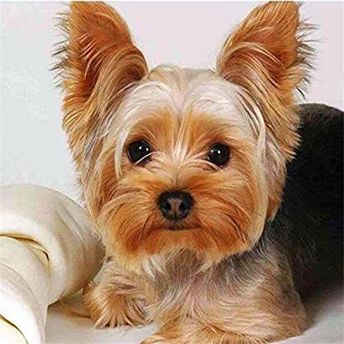 VNTEN 5D-Diamantmalerei, Diamantmalerei, Kreuzstich-Stickerei, Diamantmalerei-Set, Wanddekoration für Zuhause – Yorkshire-Terrier-Hund, 30 x 40 cm