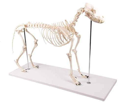 Hundeskelett, natürliche Größe