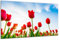 DARO Design - Wand-Bild auf 6mm HDF 40x30 cm Tulpen Blumenwiese - Wand-Deko Bilder Geschenk