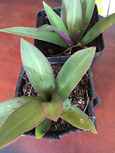 PLAT FIRM Germinación de Las Semillas: Tradescantia spathacea, Planta Oyster/Moisés-en-el-Cuna Planta/arrancador